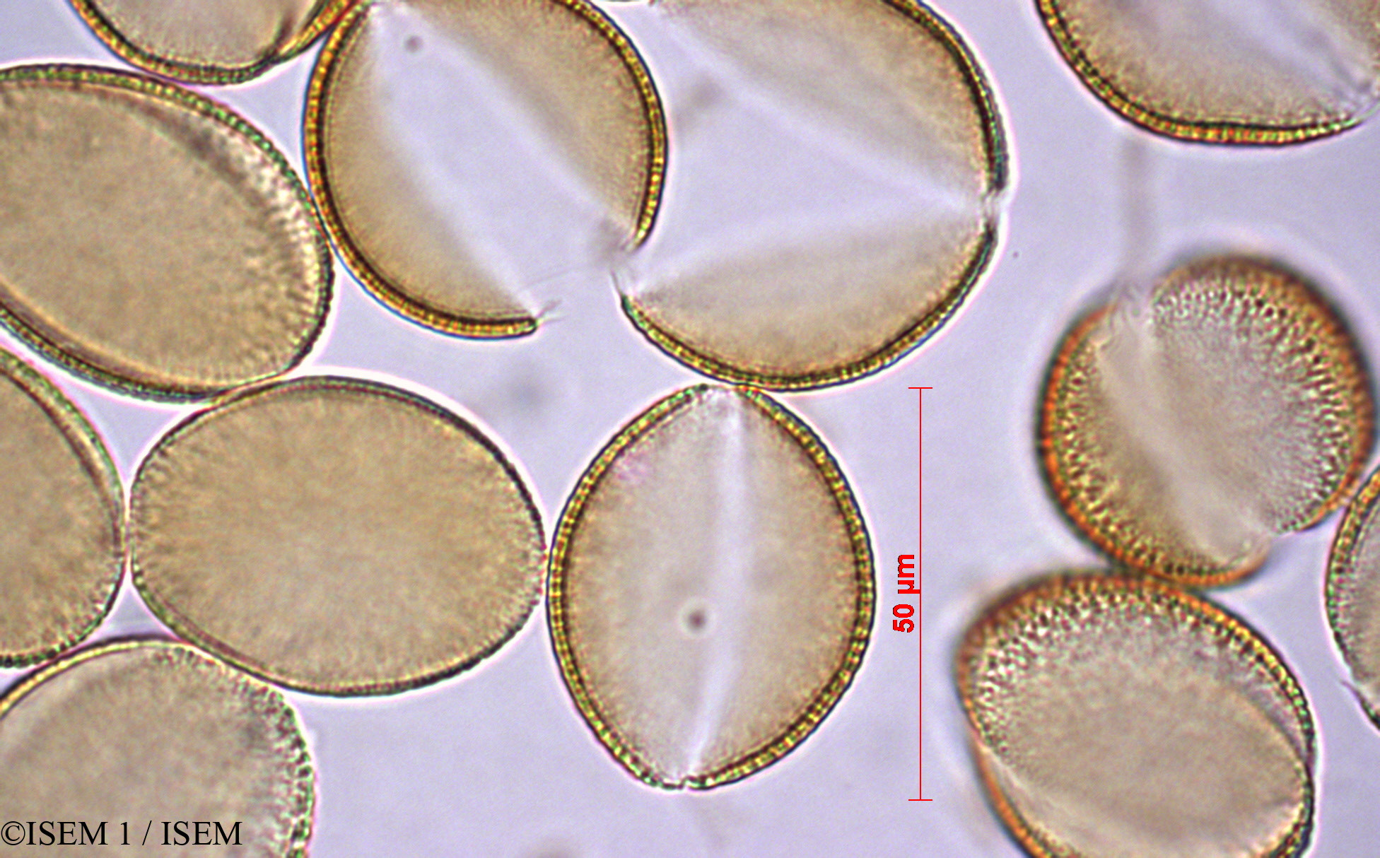 ISEM 1/Laurelia_sempervirens_28572/Laurelia_sempervirens_28572_0002(copy).jpg